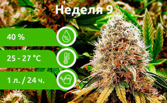 week-9__P1XoEb6CBePauP6Z.jpg week-9__P1XoEb6CBePauP6Z.jpg