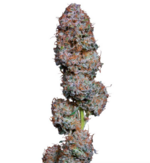 1763456422186.png 1763456422186.png