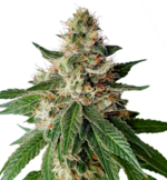 1763565756744.png 1763565756744.png