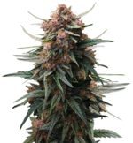 1763565778120.png 1763565778120.png