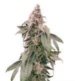 1763565792157.png 1763565792157.png