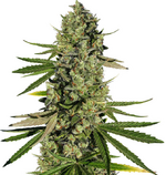 1763739270136.png 1763739270136.png