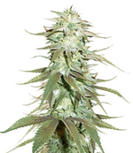 1763921354387.png 1763921354387.png