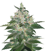 1764175465997.png 1764175465997.png