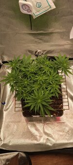 IMG_20251127_182452_234.jpg IMG_20251127_182452_234.jpg