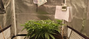 IMG_20251127_180957_750.jpg IMG_20251127_180957_750.jpg