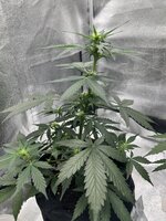 IMG_3339.jpeg IMG_3339.jpeg