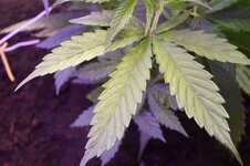 DSC08737.JPG DSC08737.JPG