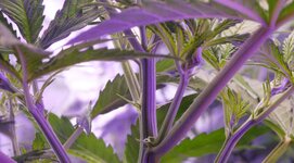 DSC08748.JPG DSC08748.JPG