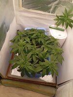 28 дн (5).jpg 28 дн (5).jpg