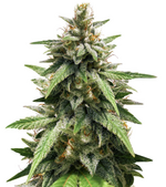 1764439563401.png 1764439563401.png