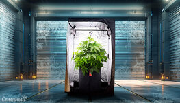 10-sovetov-po-vyrashchivaniyu-konopli-v-holodnom-pomeshchenii__lP1Uf0QbDGPgE196.jpg 10-sovetov-po-vyrashchivaniyu-konopli-v-holodnom-pomeshchenii__lP1Uf0QbDGPgE196.jpg