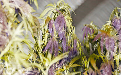 Priznaki-pereohlazhdeniya-konopli__OlBKyWUeLbdanzbo.jpg Priznaki-pereohlazhdeniya-konopli__OlBKyWUeLbdanzbo.jpg