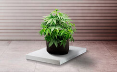 Derzhite-korni-v-teple__8exzealqGkj5ajyF.jpg Derzhite-korni-v-teple__8exzealqGkj5ajyF.jpg