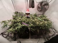 Дневник Шрэка