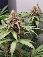 Ращу как могу