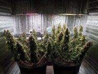 Сатива не против Индики