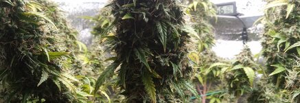 зеленое окно.jpg