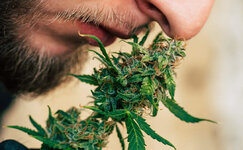 chto-takoe-terpeny__t4f5ZI5kX14iW8yC.jpg chto-takoe-terpeny__t4f5ZI5kX14iW8yC.jpg