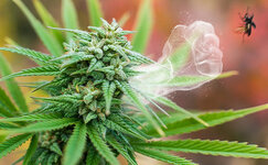 funkcii-terpenov__krkHrgTWqMhk3bbC.jpg funkcii-terpenov__krkHrgTWqMhk3bbC.jpg