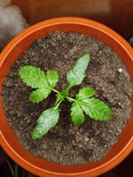 Очень бюджетный гров от инвалида