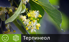 terpineol__7razdhgQNsWe6bHA.jpg terpineol__7razdhgQNsWe6bHA.jpg