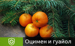 ocimen-i-guajol__IPRxIt386VuZgczB.jpg ocimen-i-guajol__IPRxIt386VuZgczB.jpg