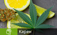 karen__36vmMMxVjM0y84rb.jpg karen__36vmMMxVjM0y84rb.jpg