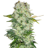 1764677513513.png 1764677513513.png