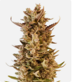 Снимок экрана 2025-12-02 171140.png