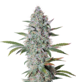 1764751649338.png 1764751649338.png