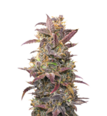 1764751654221.png 1764751654221.png