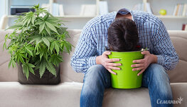 kak-poborot-toshnotu-ot-konopli__9Lqs7V434m2Nf2hV.jpg kak-poborot-toshnotu-ot-konopli__9Lqs7V434m2Nf2hV.jpg