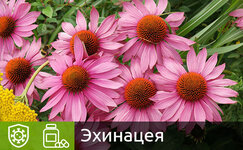 ehkhinaceya__xBhHtdsRNRj3QXlV.jpg ehkhinaceya__xBhHtdsRNRj3QXlV.jpg
