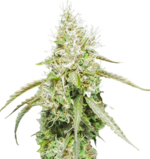 1764766955138.png 1764766955138.png