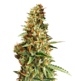 1764766979590.png 1764766979590.png