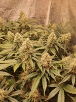 20251203_215438.jpg 20251203_215438.jpg