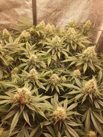 20251203_215542.jpg 20251203_215542.jpg