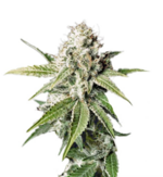 1764830461339.png 1764830461339.png