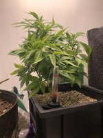 ФотоПериодный + заморский субстрат с Кашпо