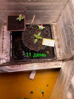 Ну что? Дос-ви-дос трезвая жизнь! 4.0