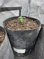 Третий джунгарик из трех