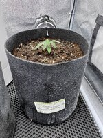 Второй из трех джунгариков.