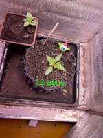 Ну что? Дос-ви-дос трезвая жизнь! 4.0