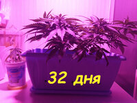 32 дн (4).jpg