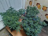 IMG_20251208_181408.jpg IMG_20251208_181408.jpg