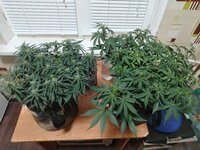 IMG_20251208_191054.jpg IMG_20251208_191054.jpg