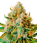 1765293566922.png 1765293566922.png