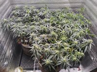 IMG_20251210_160909.jpg IMG_20251210_160909.jpg