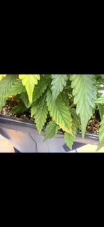 IMG_3359.png IMG_3359.png